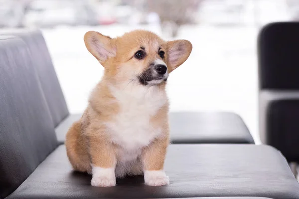 Kırmızı Galce corgi hırka köpek yavrusu üzerinde arka plan bulanık kapalı