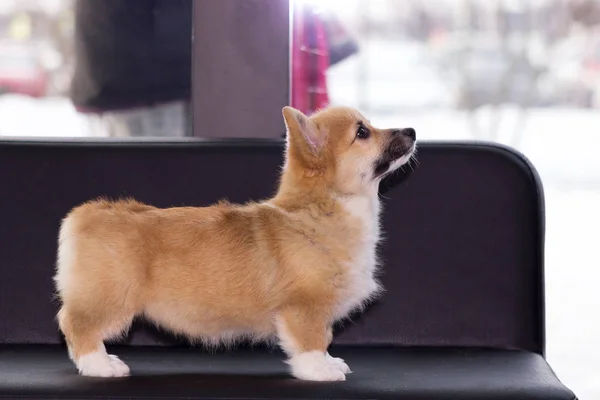 Červená Welsh Corgi Cardigan Štěně Krytý Rozostřeného Pozadí — Stock fotografie