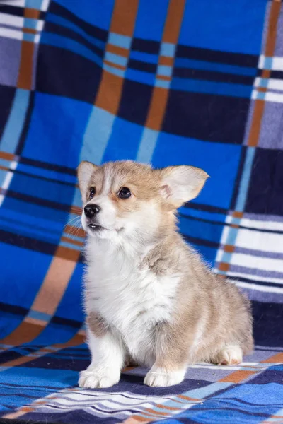 Kırmızı Galce Corgi Hırka Köpek Yavrusu Üzerinde Arka Plan Bulanık — Stok fotoğraf