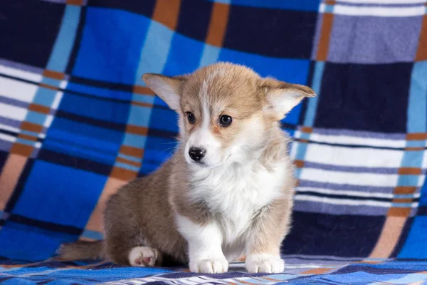 Ζακέτα Κόκκινη Ουαλλέζικο Corgi Κουτάβι Εσωτερική Θολή Φόντο — Φωτογραφία Αρχείου