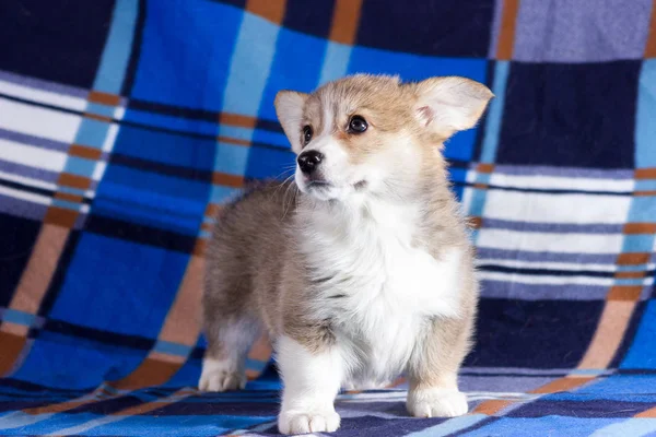 Červená Welsh Corgi Cardigan Štěně Krytý Rozostřeného Pozadí — Stock fotografie