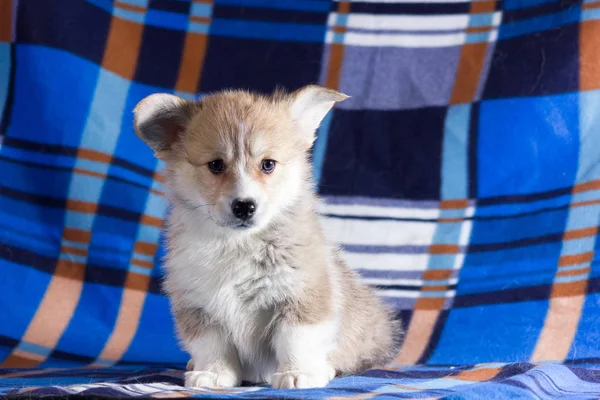 Czerwony Welsh Corgi Cardigan Szczeniak Kryty Niewyraźne Tło — Zdjęcie stockowe