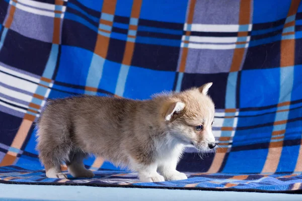 Rojo Galés Corgi Cárdigan Cachorro Interior Sobre Fondo Borroso — Foto de Stock