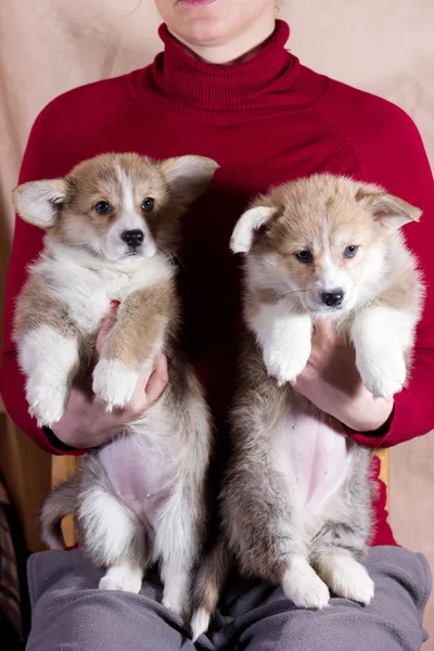 Vermelho Galês Corgi Cardigan Filhote Cachorro Interior Fundo Borrado — Fotografia de Stock