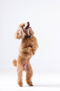  Beyaz arka plan üzerinde kapalı papyon ile kırmızı fino köpeği