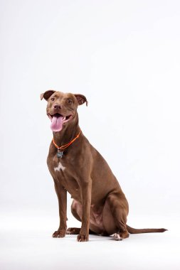 Çikolata pitbullterrier bulanık beyaz arka plan üzerinde kapalı