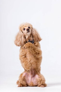  Beyaz arka plan üzerinde kapalı papyon ile kırmızı fino köpeği