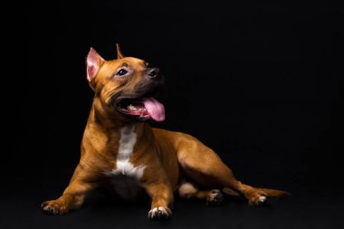 Kırmızı Amerikan staffordshire terrier siyah arka plan üzerine kapalı