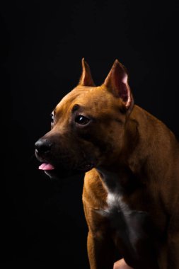 Kırmızı Amerikan staffordshire terrier siyah arka plan üzerine kapalı