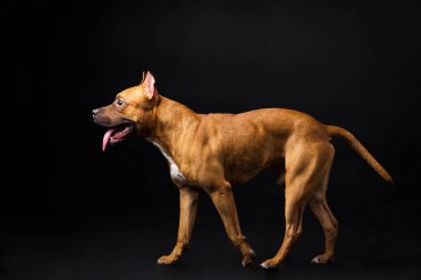 Kırmızı Amerikan staffordshire terrier siyah arka plan üzerine kapalı