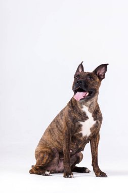 Kaplan Amerikan staffordshire terrier beyaz arka plan üzerinde kapalı