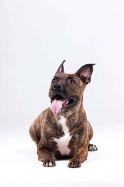 Kaplan Amerikan staffordshire terrier beyaz arka plan üzerinde kapalı
