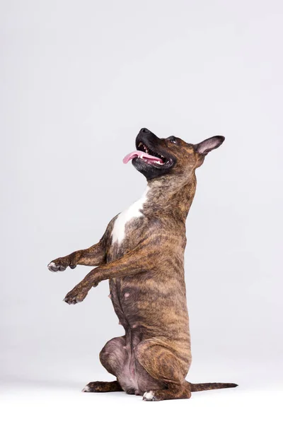Kaplan Amerikan staffordshire terrier beyaz arka plan üzerinde kapalı
