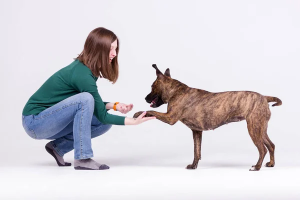 Genç güzel kız kazak ve kot Köpek eğitiyor