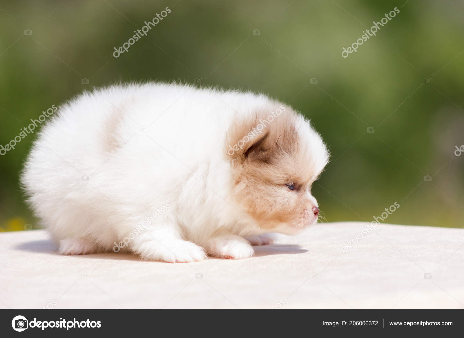 white cream pomeranian