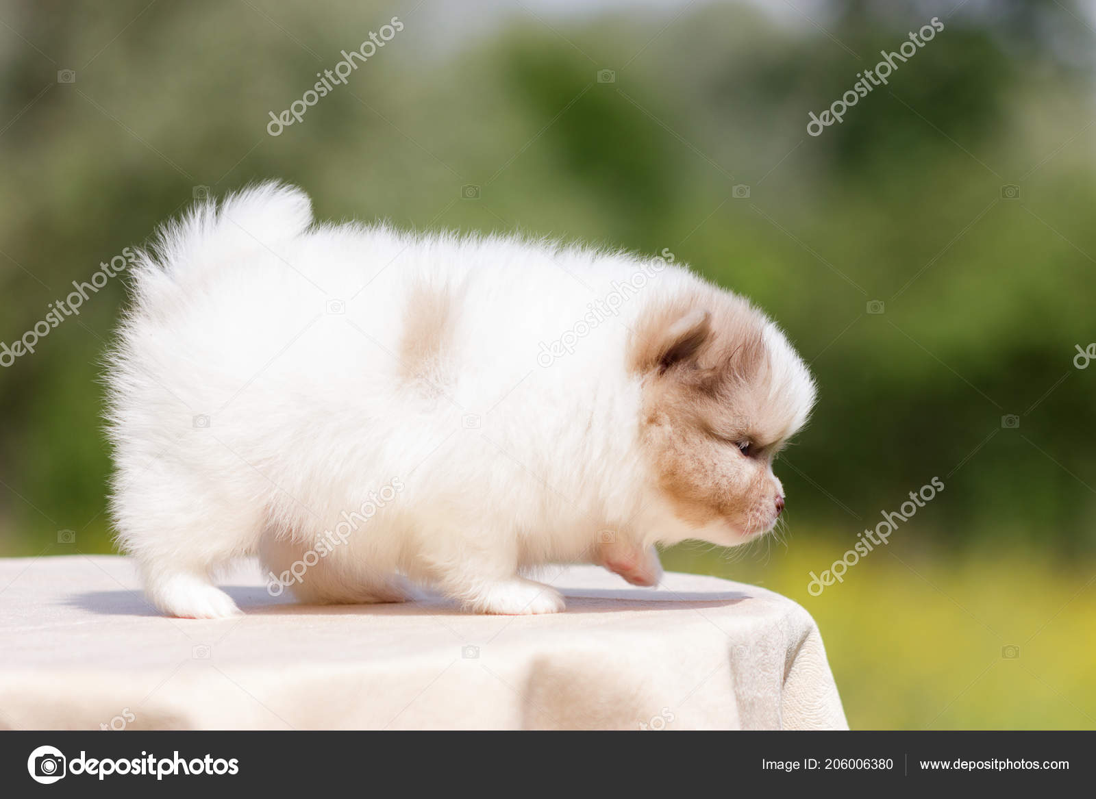 white cream pomeranian