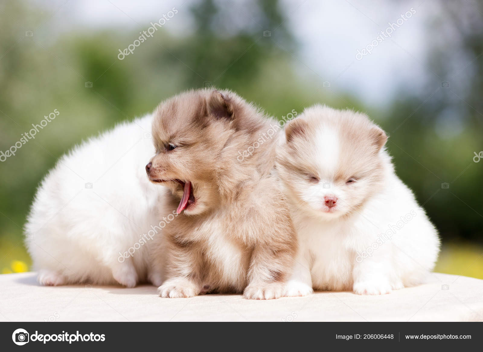 white merle pomeranian