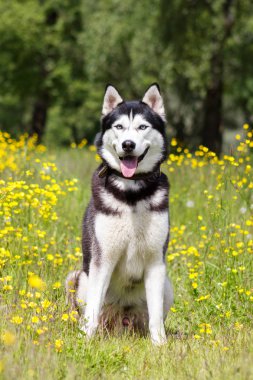 Siyah ve Beyaz Sibirya husky sit çıtır