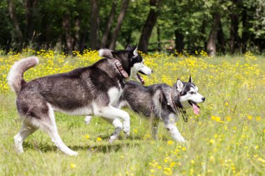 Siyah ve Beyaz Sibirya husky çalıştırın ve çiçek oynamak