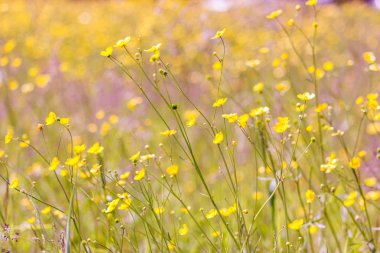 Güneşli bir gün sahasının sarı Düğünçiçekleri bloom