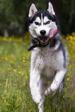 Siyah ve Beyaz Sibirya husky çalıştırmak çiçeklenir