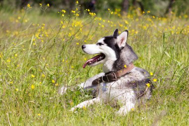 Siyah ve Beyaz Sibirya husky var bir dinlenme çiçeklenir