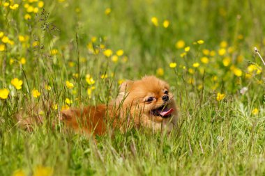 Aşağı kırmızı pomeranian spitz ve gülümseme çıtır