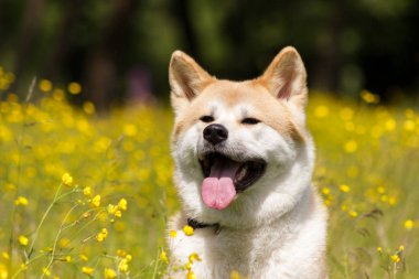 Kırmızı Japon akita sit ve gülümseme çıtır