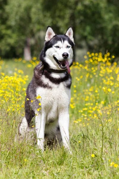 Siyah ve Beyaz Sibirya husky sit çıtır