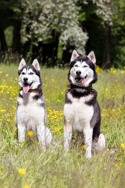 Två Svarta Och Vita Siberian Husky Sitta Blommor — Stockfoto