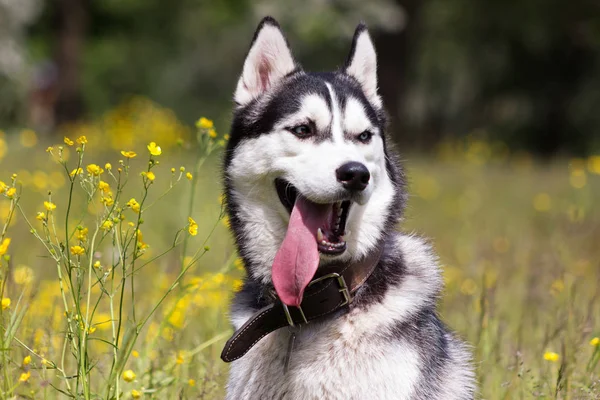 Siyah ve Beyaz Sibirya husky sit çıtır