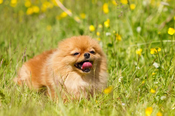 Aşağı kırmızı pomeranian spitz ve gülümseme çıtır