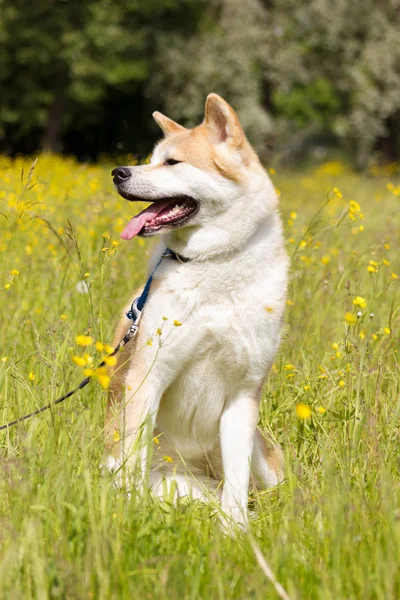 Kırmızı Japon akita sit ve gülümseme çıtır