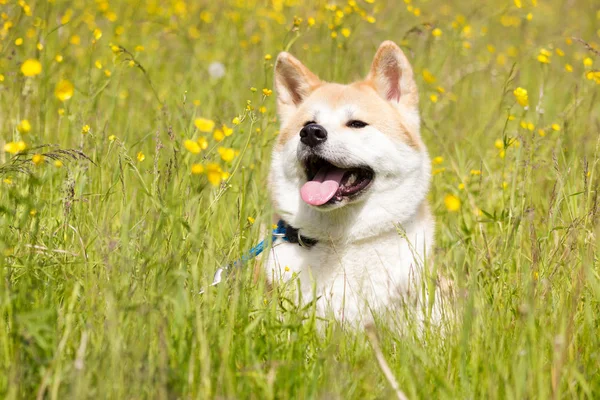 Aşağı kırmızı Japon akita ve gülümseme çıtır