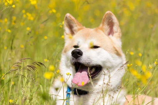 Aşağı kırmızı Japon akita ve gülümseme çıtır