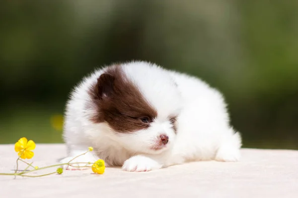 Blanco Chocolate Cachorro Pomerania Abajo Mesa Aire Libre —  Fotos de Stock