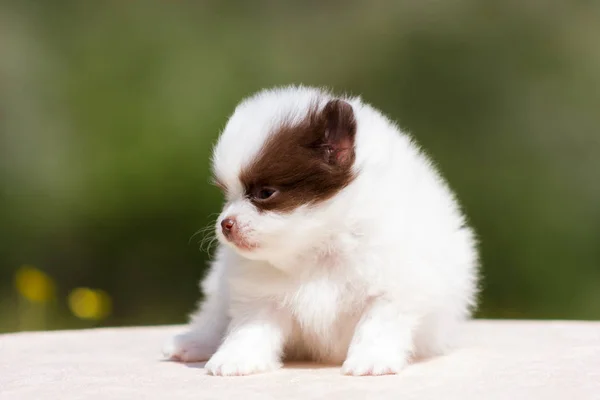 白色和巧克力波美拉尼亚小狗坐在桌上户外 — 图库照片