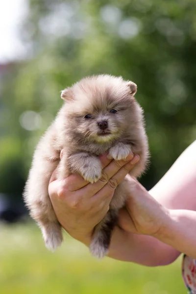 Choklad Merle Pomeranian Valp Sitta Händer Utomhus — Stockfoto