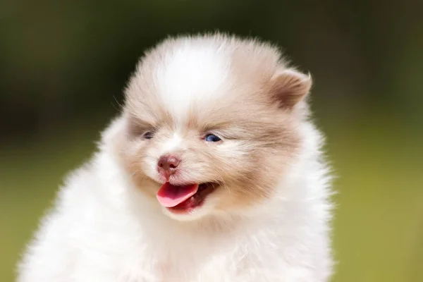 Blanco Crema Pomeranian Cachorro Sentarse Mesa Aire Libre —  Fotos de Stock