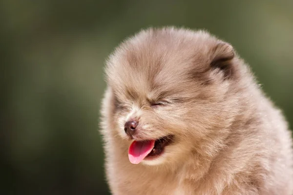 Chocolate Merle Pomeranian Cachorro Sentarse Mesa Aire Libre — Foto de Stock