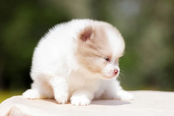 Blanco Crema Pomeranian Cachorro Sentarse Mesa Aire Libre — Foto de Stock