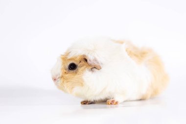 Çok güzel eskiden şiling şimdi domuz beyaz arka plan üzerinde izole