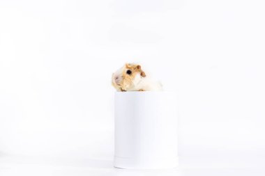 Çok güzel eskiden şiling şimdi domuz beyaz arka plan üzerinde izole