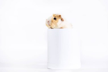 Çok güzel eskiden şiling şimdi domuz beyaz arka plan üzerinde izole