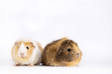 Çok güzel eskiden şiling şimdi pigs beyaz arka plan üzerinde izole