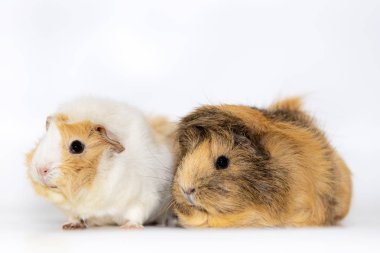 Çok güzel eskiden şiling şimdi pigs beyaz arka plan üzerinde izole