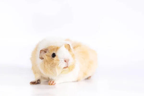 Schattige cavia geïsoleerd op witte achtergrond — Stockfoto