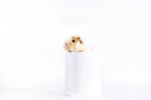 Adorable conejillo de indias aislado sobre fondo blanco — Foto de Stock