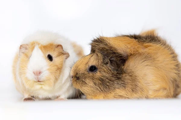 Adorable guinea pigs isolated on white background — Stock Photo, Image