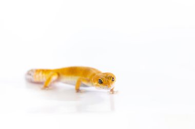 Sevimli leopar gecko erkek beyaz arka plan üzerinde izole